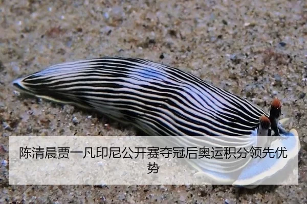 陈清晨贾一凡印尼公开赛夺冠后奥运积分领先优势
